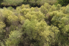 Baccharis notosergila