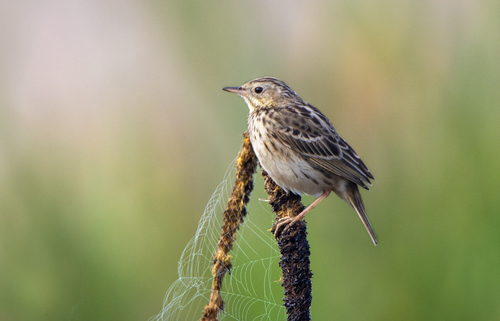 Peruvian Pipit (Anthus peruvianus), photo 8