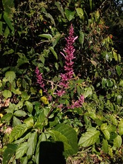 Odontonema callistachyum