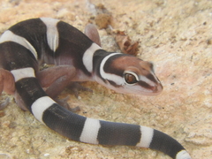 Black Banded Gecko photo 2