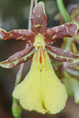 Image of Oncidium graminifolium
