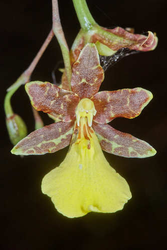 Oncidium graminifolium image
