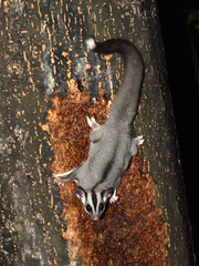 Petaurus breviceps ariel