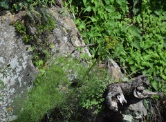 Arracacia tolucensis multifida