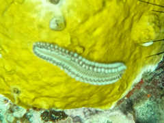 Hermodice carunculata