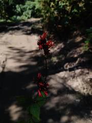 Russelia coccinea