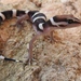 Black Banded Gecko - Photo (c) Fabiola, some rights reserved (CC BY-NC), uploaded by Fabiola