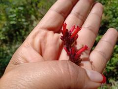 Russelia coccinea