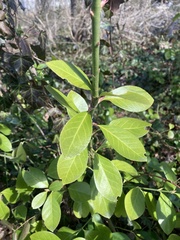 Euonymus fortunei