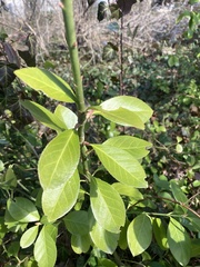 Euonymus fortunei