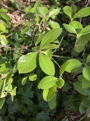 Euonymus fortunei