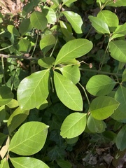 Euonymus fortunei