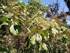 Heliocarpus appendiculatus