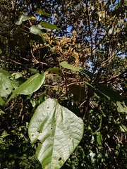 Heliocarpus appendiculatus