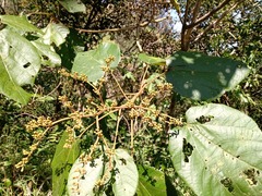 Heliocarpus appendiculatus