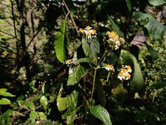 Alloispermum integrifolium