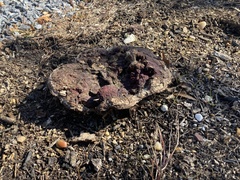 Calvatia cyathiformis