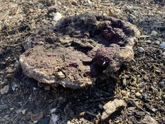 Calvatia cyathiformis