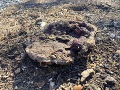 Calvatia cyathiformis