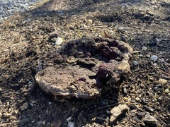 Calvatia cyathiformis