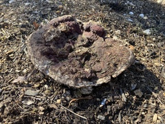 Calvatia cyathiformis