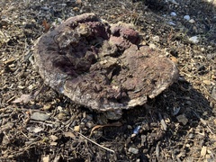 Calvatia cyathiformis