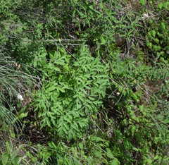 Prionosciadium thapsoides
