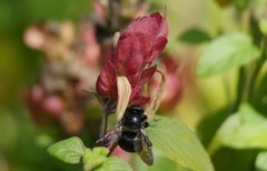 Xylocopa micans image