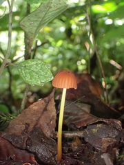Marasmius berteroi
