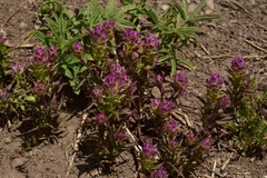 Orthocarpus cuspidatus cryptanthus