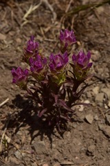Orthocarpus cuspidatus cryptanthus