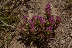 Orthocarpus cuspidatus cryptanthus
