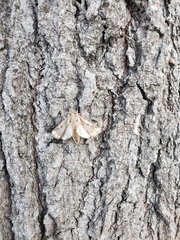 Lepidoptera