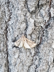 Lepidoptera