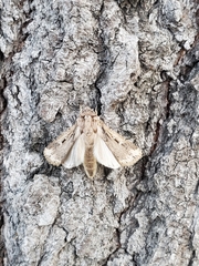 Lepidoptera
