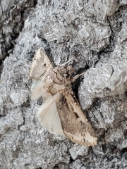 Lepidoptera
