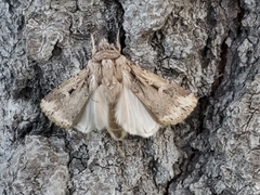 Lepidoptera