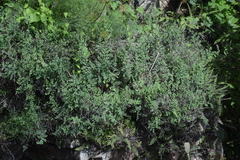 Pellaea cordifolia