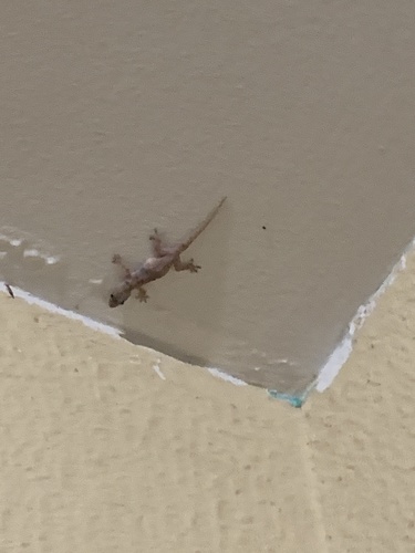 Tropical House Gecko