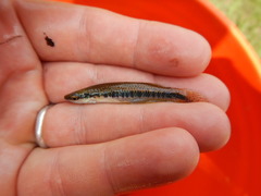 Fundulus olivaceus
