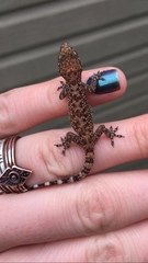 Hemidactylus turcicus