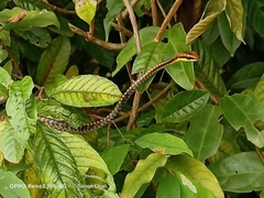 Dendrelaphis kopsteini