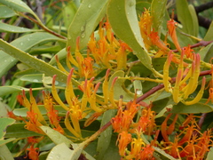 Dendrophthoe glabrescens