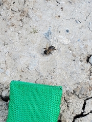 Apis mellifera