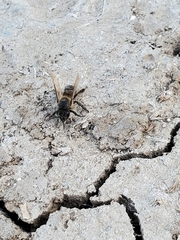 Apis mellifera