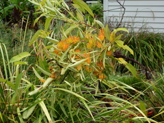 Dendrophthoe glabrescens