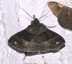 Rejectaria atrax