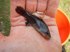 Aphredoderus sayanus