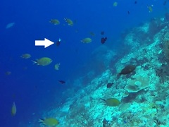 Pycnochromis caudalis