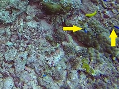 Pomacentrus auriventris